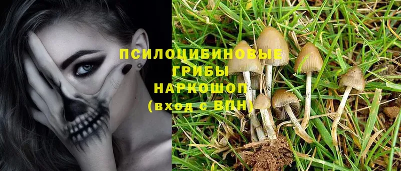 Псилоцибиновые грибы Cubensis  Власиха 